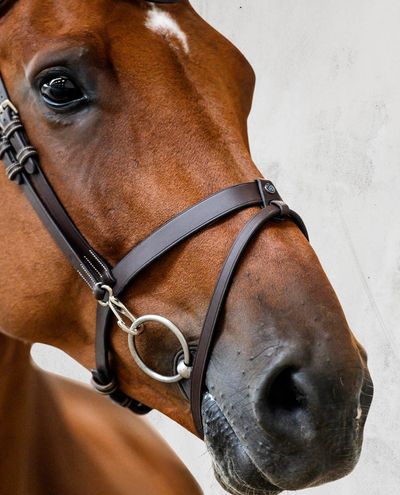 London, Black Bridle PS of Sweden