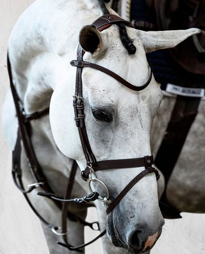 London, Brown Bridle PS of Sweden