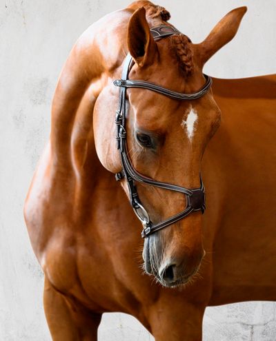 Athens, Black Bridle PS of Sweden