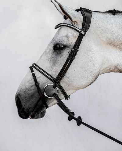 Amsterdam, Black Bridle PS of Sweden