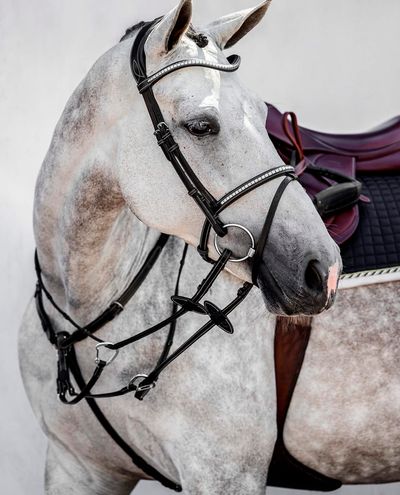 Amsterdam, Black Bridle PS of Sweden