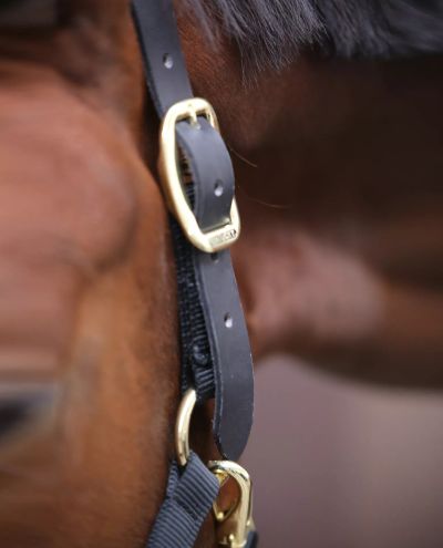 Control Halter Kentucky 