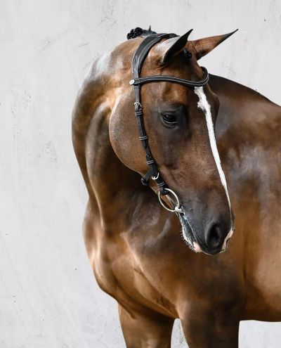Helsinki Black Bridle PS of Sweden Helsinki Black Bridle PS of Sweden