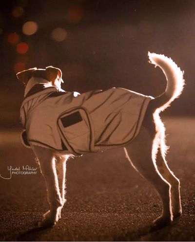 Dog Coat Reflective&Water repellent