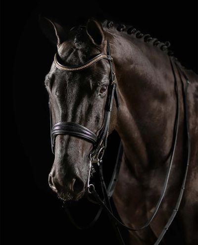 Deluxe Double Bridle Knight Power Black (Full)