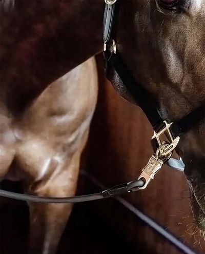 Horse Box Lead & Cross Ties Silicone Black 