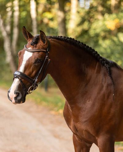 Regular Italian Leather Bridle (Rosé) Mrs.Ros