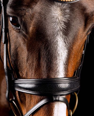 Deluxe Bridle Knight Power Single Trens Mrs.Ros