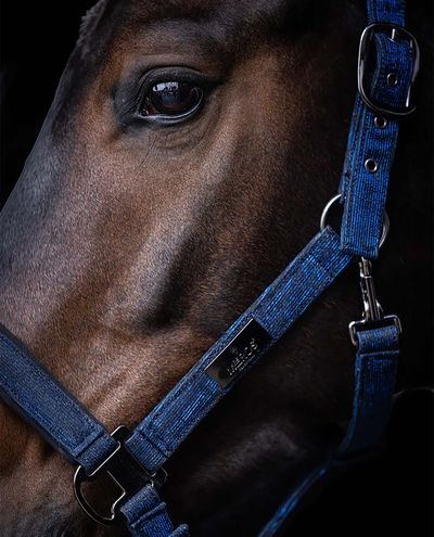 Festive Sapphire Halter+ leap rope (Cob ) Mrs.Ros