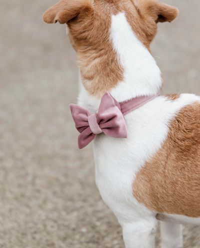 Velvetirusetti Soft Rose Bow Tie Velvet Velvetirusetti Soft Rose Bow Tie Velvet
