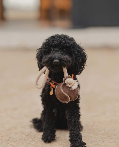 Rope toy Cotton rope baseball
