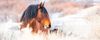 The-best-products-for-horses-in-winter The-best-products-for-horses-in-winter